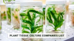 Top Quality plant tissue culture Supplier Companies In India.