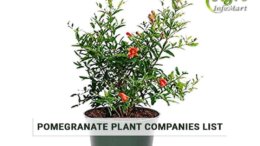 Highest Quality pomegranate plant manufacturers Firm In India