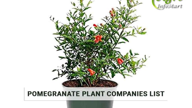 Highest Quality pomegranate plant manufacturers Firm In India