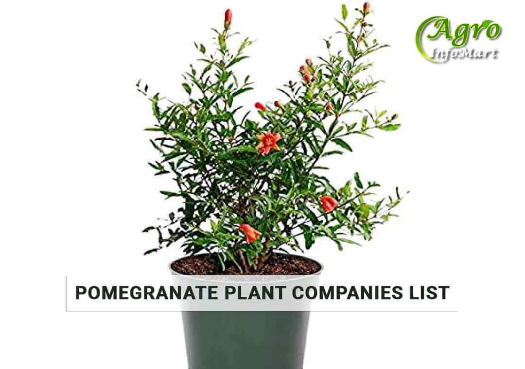 Highest Quality pomegranate plant manufacturers Firm In India