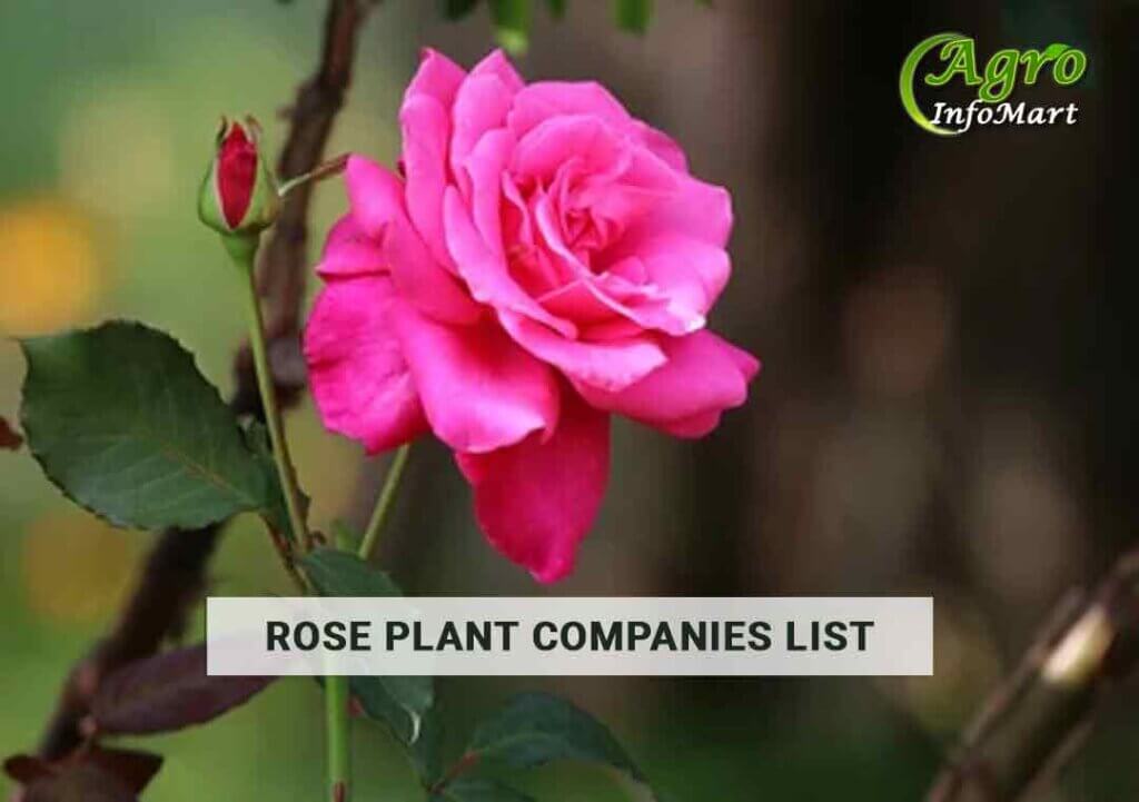 High Quality rose plant manufacturers Companies in India