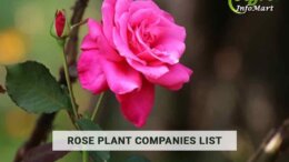 High Quality rose plant manufacturers Companies in India