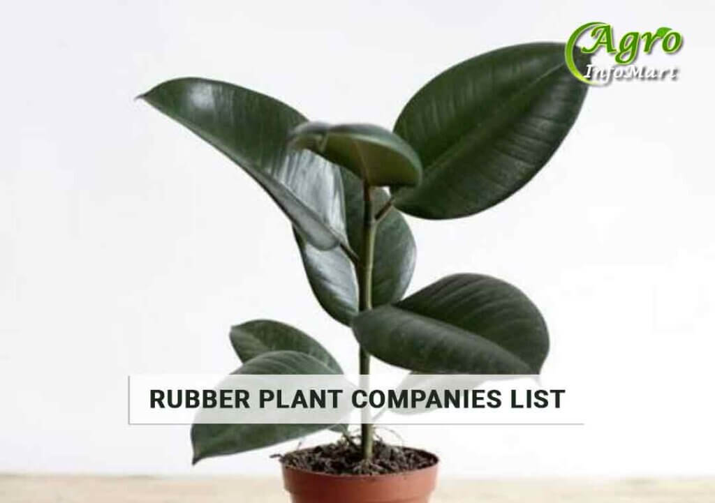 Best Quality Of rubber plant manufacturers Firm In India