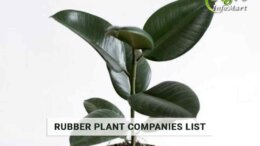 Best Quality Of rubber plant manufacturers Firm In India