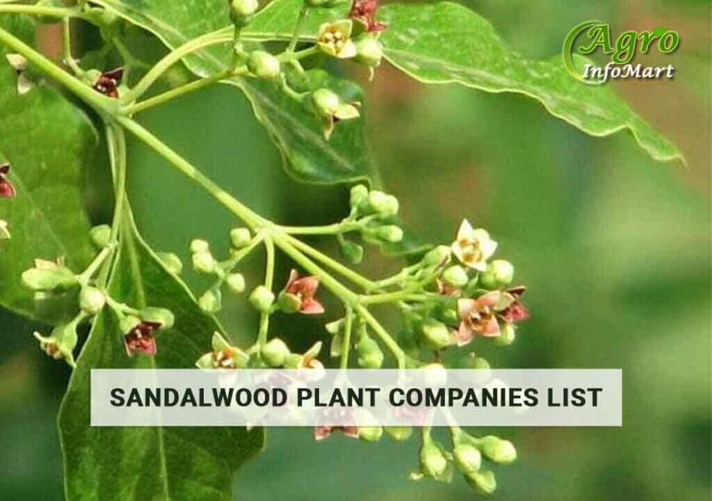 sandalwood plant manufacturers companies In India