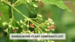 sandalwood plant manufacturers companies In India