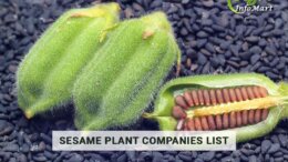 sesame plant manufacturers, Suppliers, Traders In India