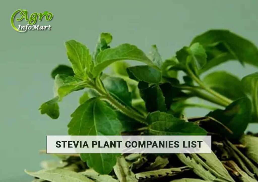 stevia plant manufacturers Companies In India
