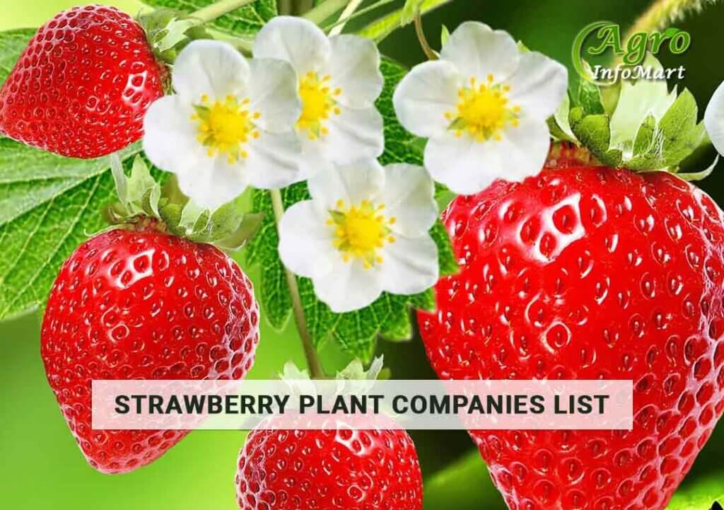 Trusted Strawberry Plant Manufacturers Firm In India