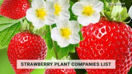 Trusted Strawberry Plant Manufacturers Firm In India