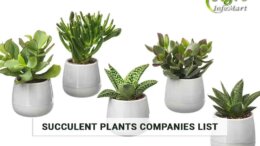 premium Quality succulent plants manufacturers Companies In India