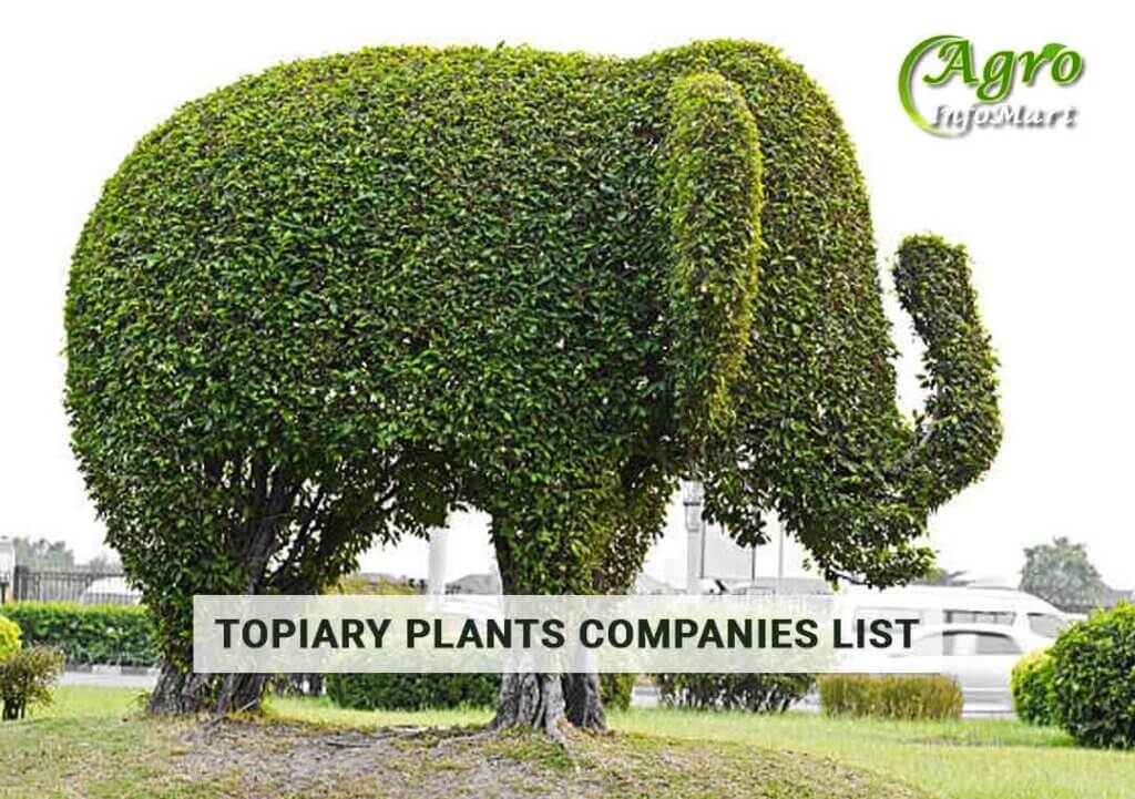 Trustworthy topiary plants manufacturers Companies, Suppliers In India
