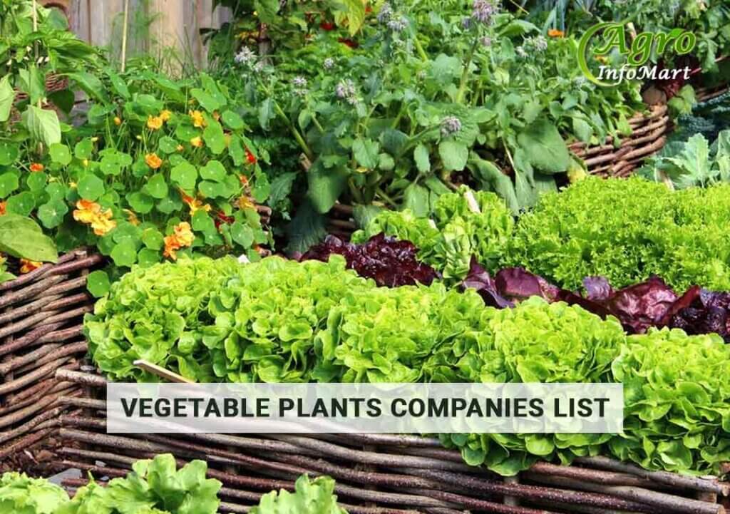 Supreme Quality Of Vegetable Plants Manufacturers Companies In India