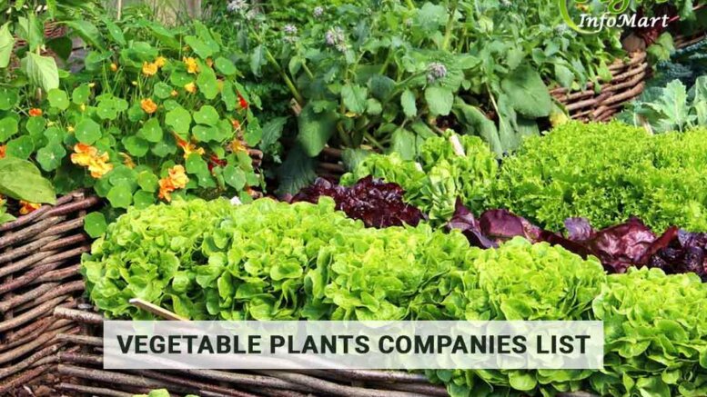 Supreme Quality Of Vegetable Plants Manufacturers Companies In India