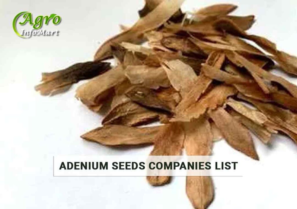 Adenium seeds Manufacturers Companies In India
