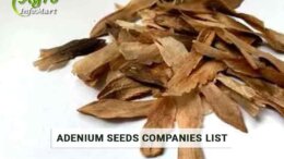 Adenium seeds Manufacturers Companies In India