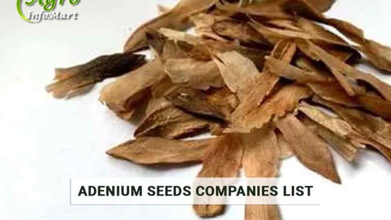 Adenium seeds Manufacturers Companies In India