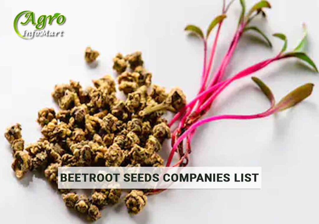 Beetroot Seeds Manufacturers Companies In India