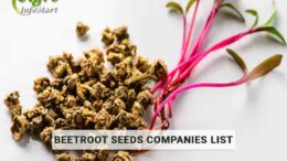 Beetroot Seeds Manufacturers Companies In India
