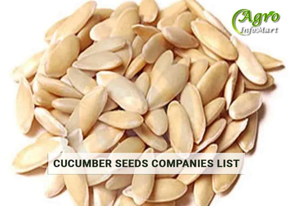 Cucumber Seeds Manufacturers Companies In India