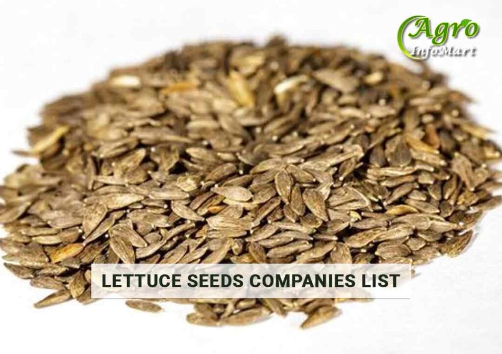 Lettuce Seeds Manufacturers Companies In India