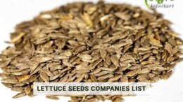 Lettuce Seeds Manufacturers Companies In India