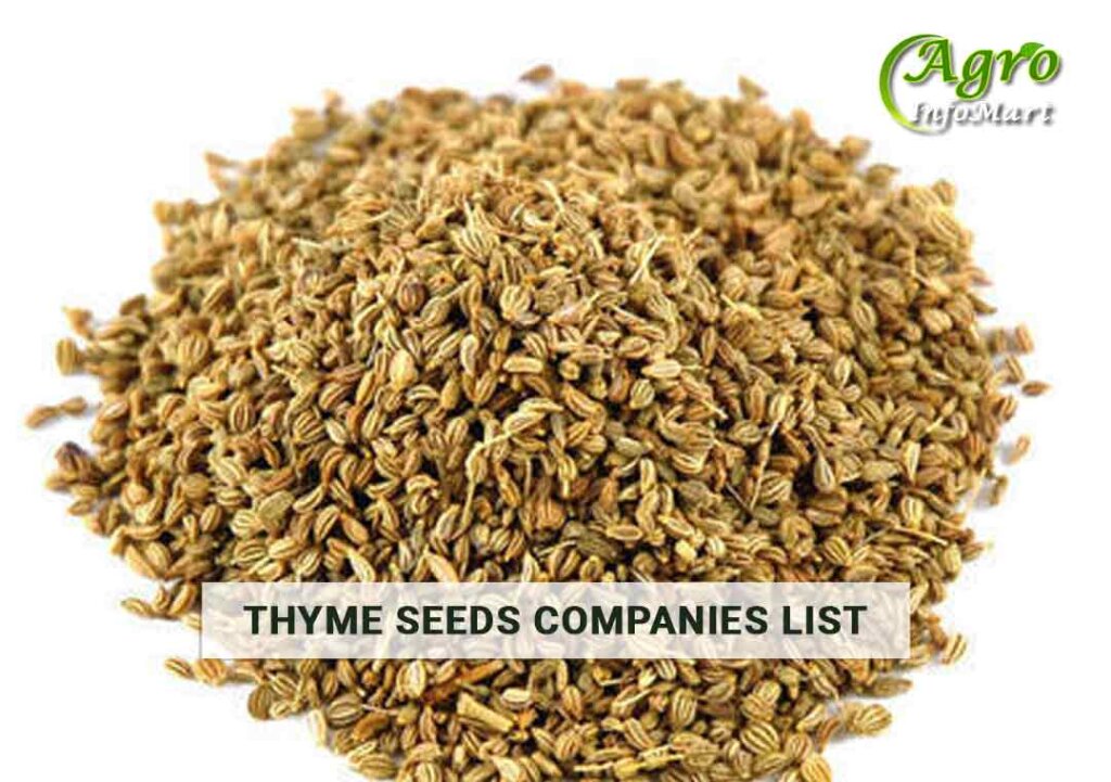 Thyme Seeds Manufacturers Companies In India