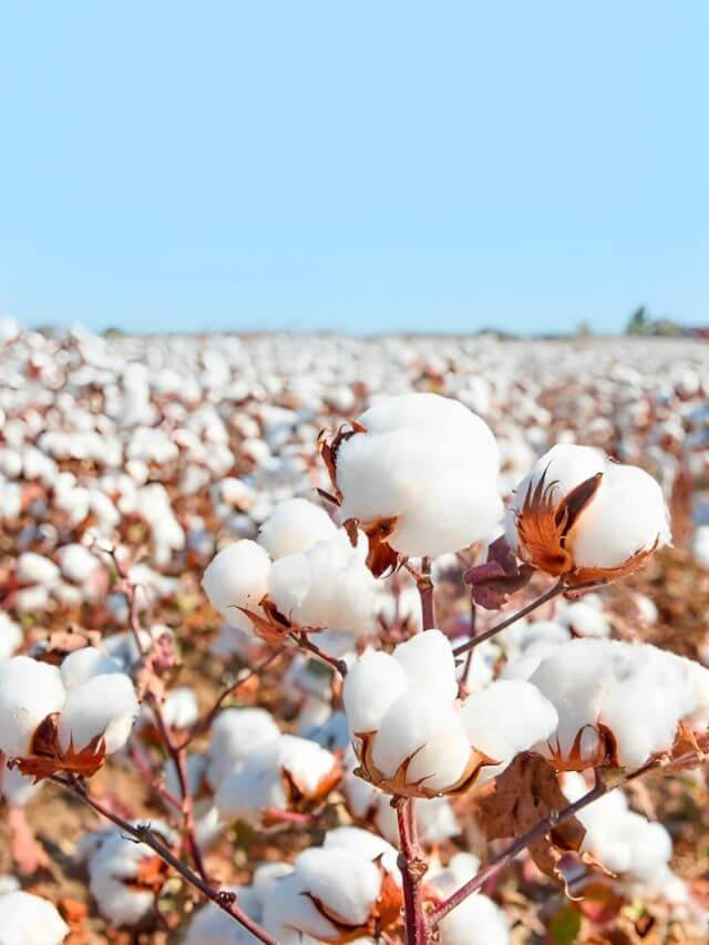 World Cotton Day – Learn the Significance of Cotton in Our Daily Life